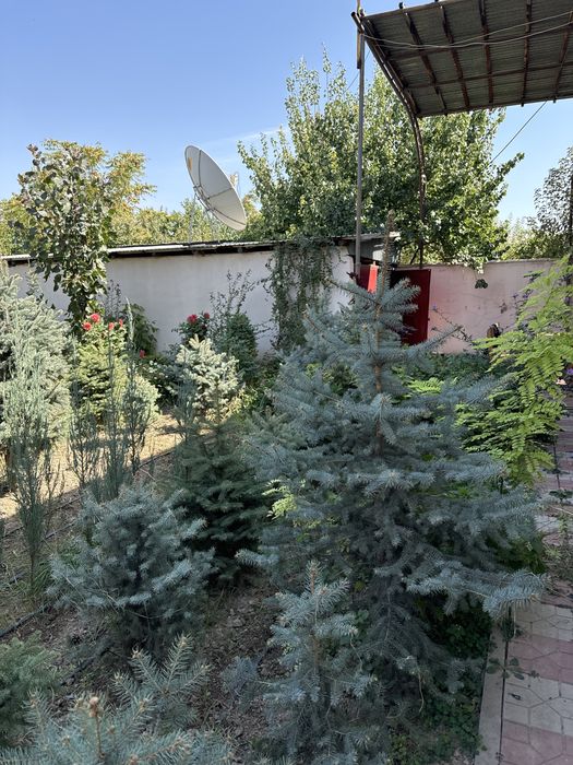 Голубые ели, көгілдір шыршалар