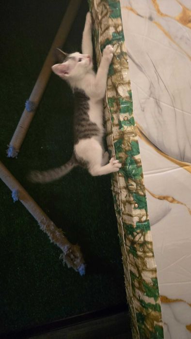 Кот, 4 месяца, зовут Рубль