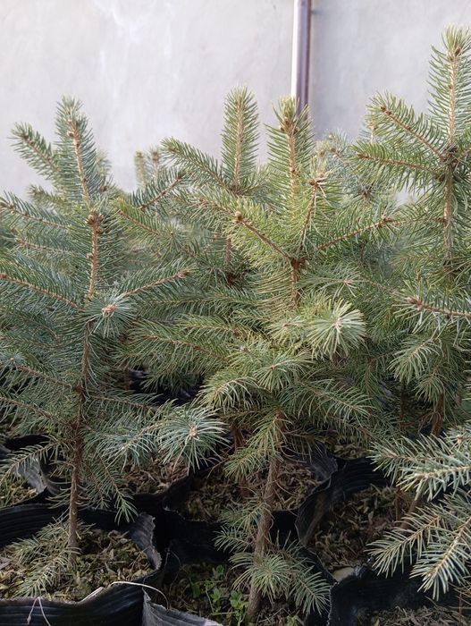 Голубой ел сорт Костер