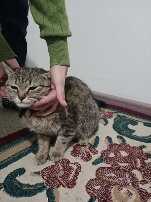 Отдам в добрые руки