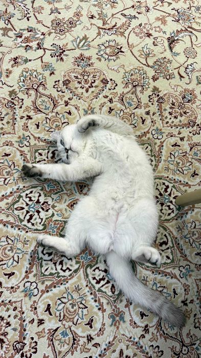 Серебристая шиншилла