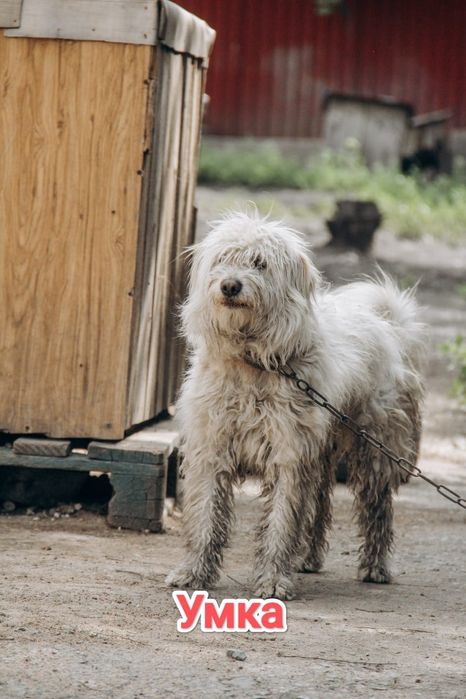 Дарю в добрые и ответственные руки