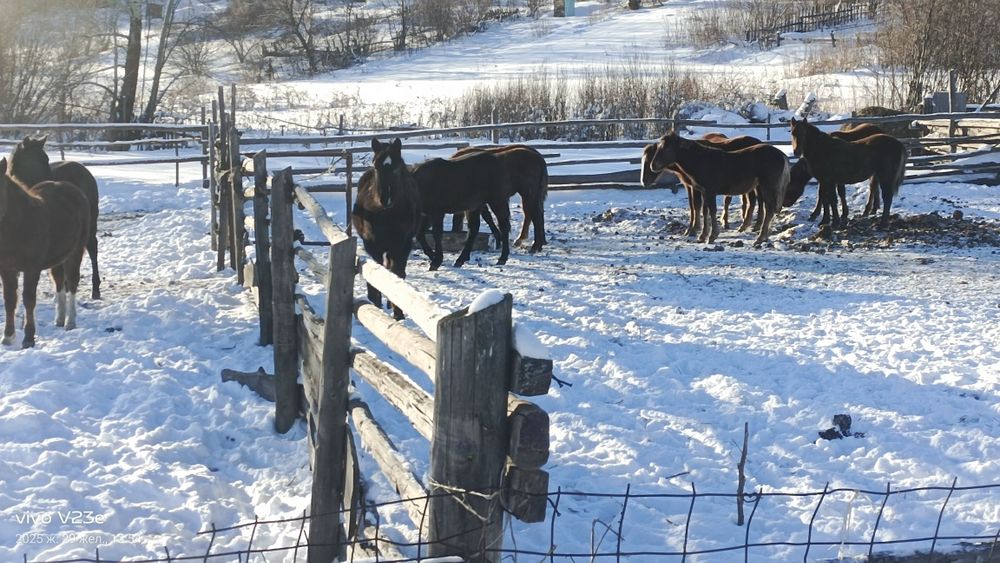 Продам жеребят жирные .