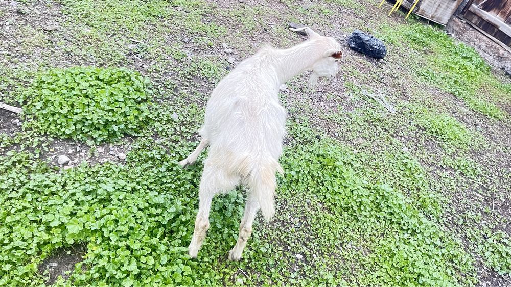 Ешкі лақтарымен