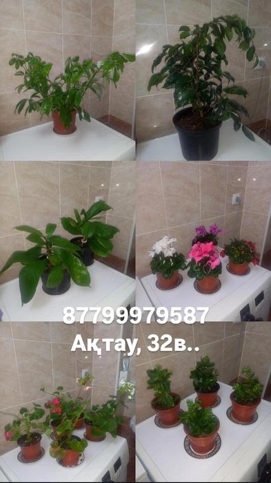 Комнатние растения