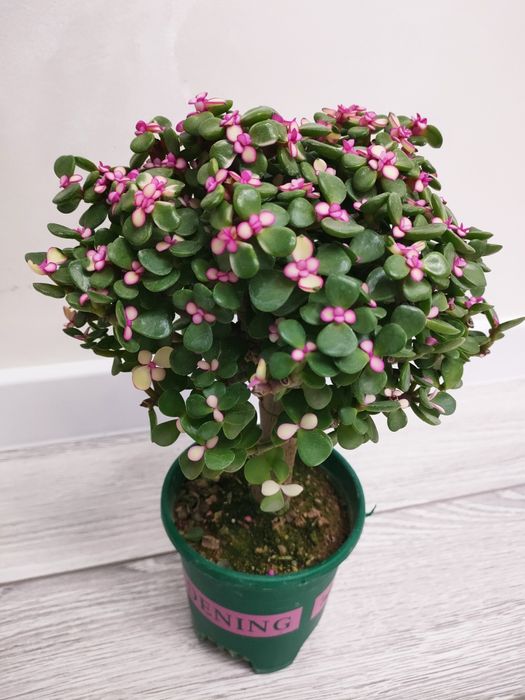 Комнатные цветы есть доставка..