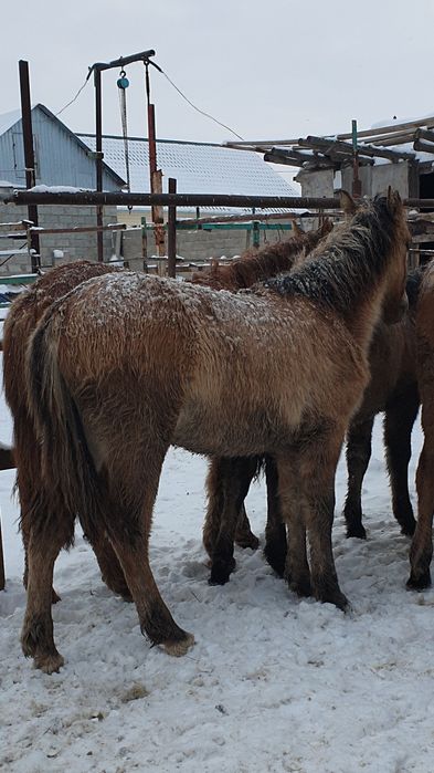 Жабағы Еркек сатылады.