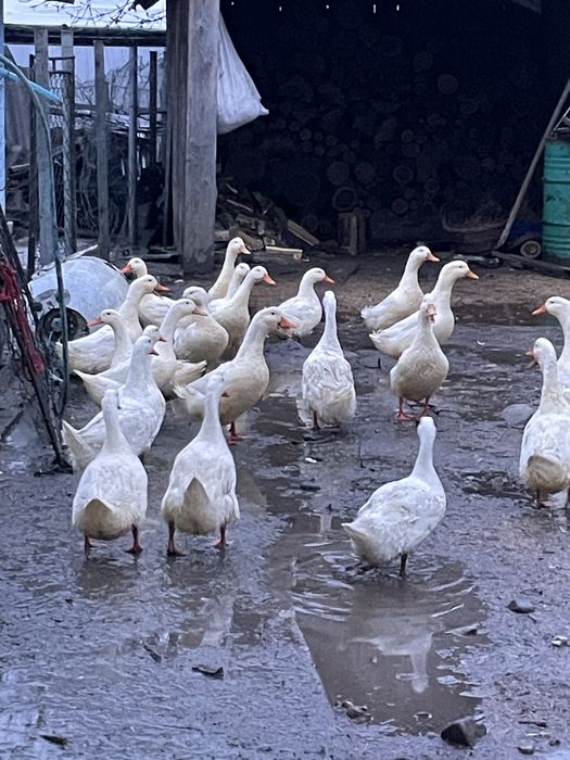 de vanzare ratoi pekin