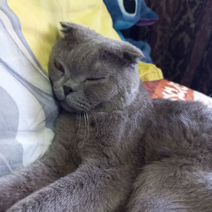 Котик британец вислаухий