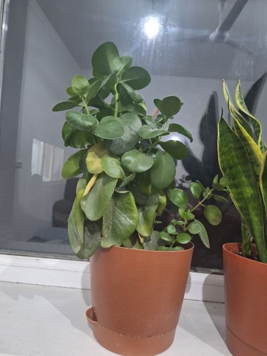 Комнатные цветы .