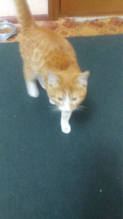 Котенок ищут семью и дом!