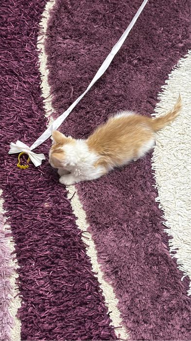Котенок в добрые руки