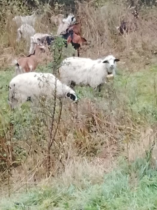 Vând 5 oi tinere 3 miele un berbec mior breaz și un berbecuț din primăvară tot breaz