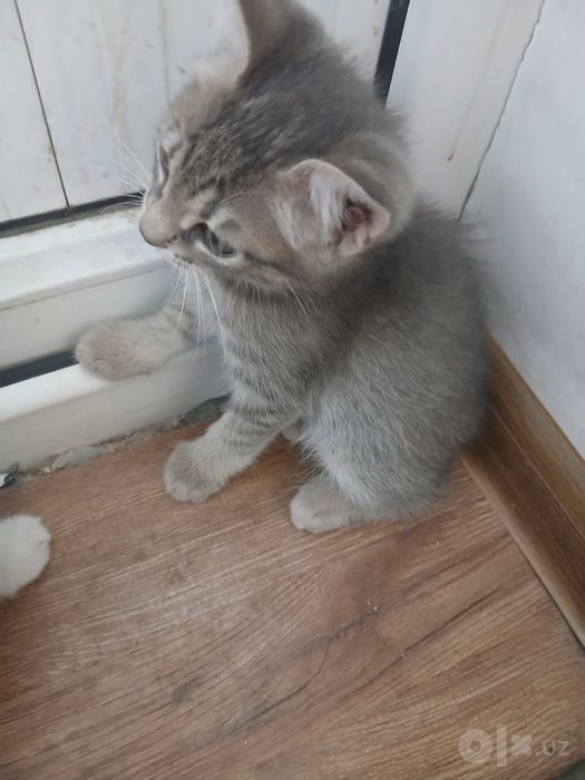 Mushuk bolalari bor tekinga bervoraman
