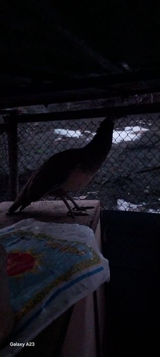 Павлин прадам ср