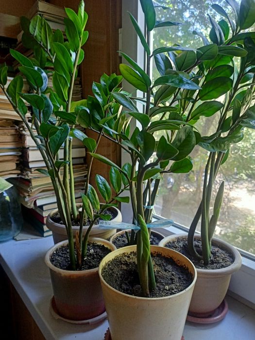 Долларовое дерево в ассортименте