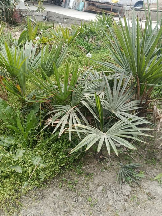 Be pulga palma gullari yer boʻshatishga tekinga bervoramiz