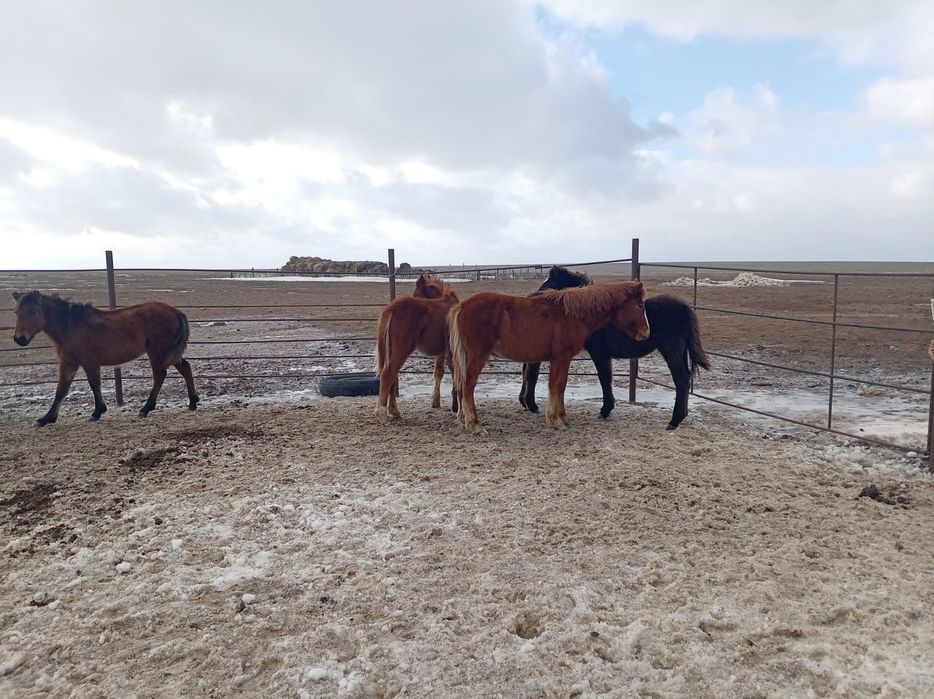 Жабагы,тай 2025 толдери