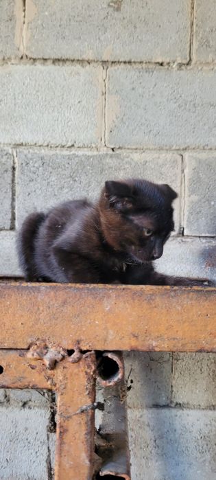 Котята  мальчики
