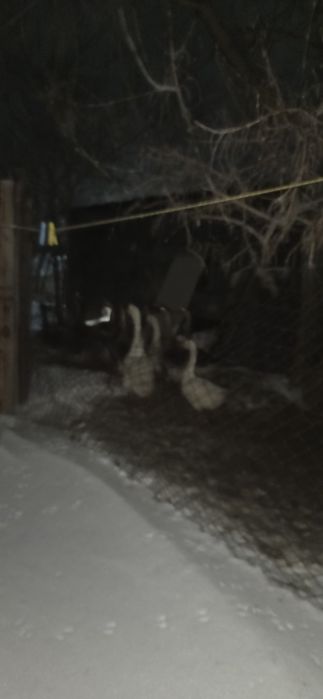 Гуси обмен на зерно