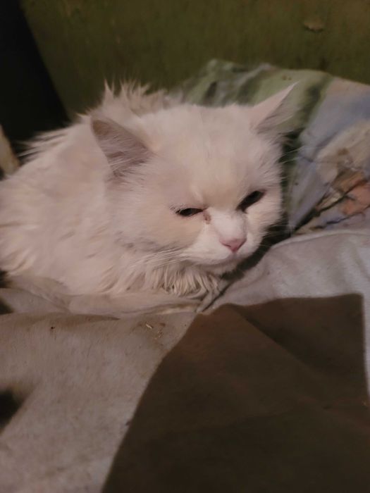 Отдам кошек в добрые руки