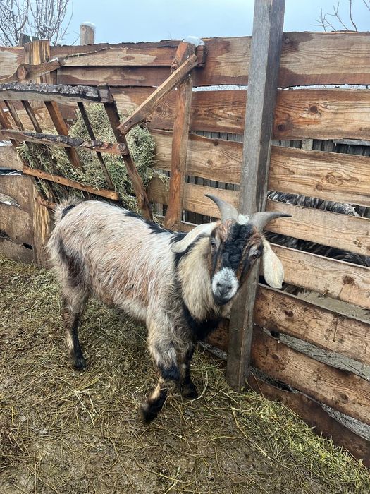 Țap de rasa de vanzare