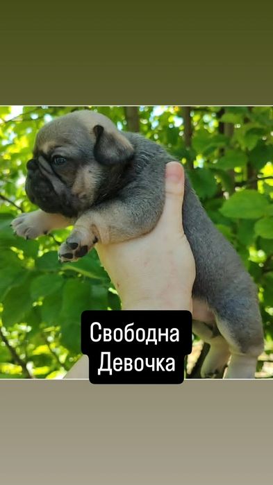 В продаже шикарная девочка