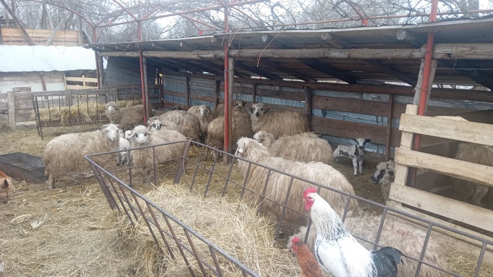 Vand oi tinere fătate