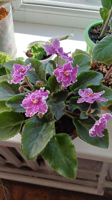 Продам комнатные растения