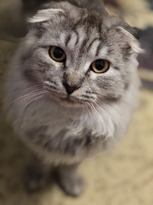 Отдам в добрые руки