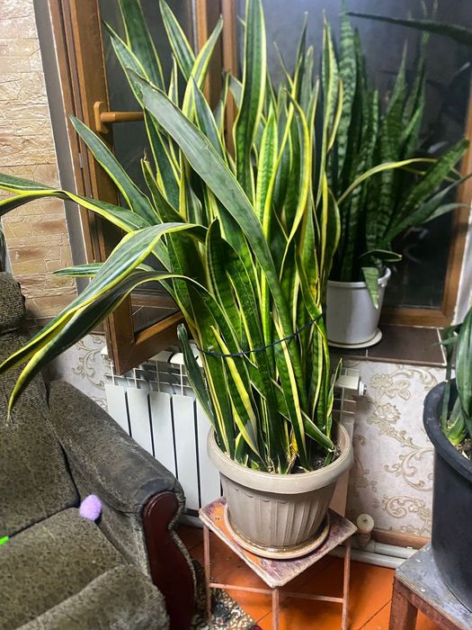 Продам цветы красивые