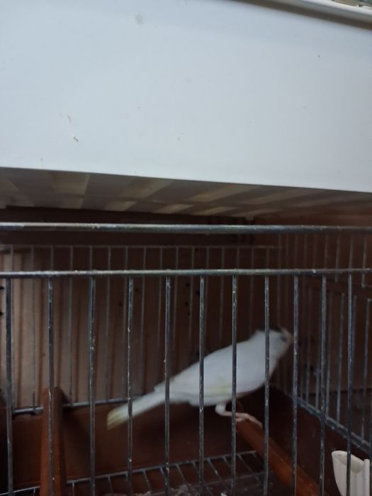 Vinzare canari canarite pui de canari