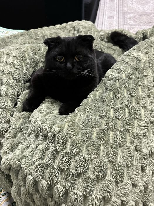 Вислоухий кот ищет дом