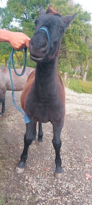 Vand sau schimb manz