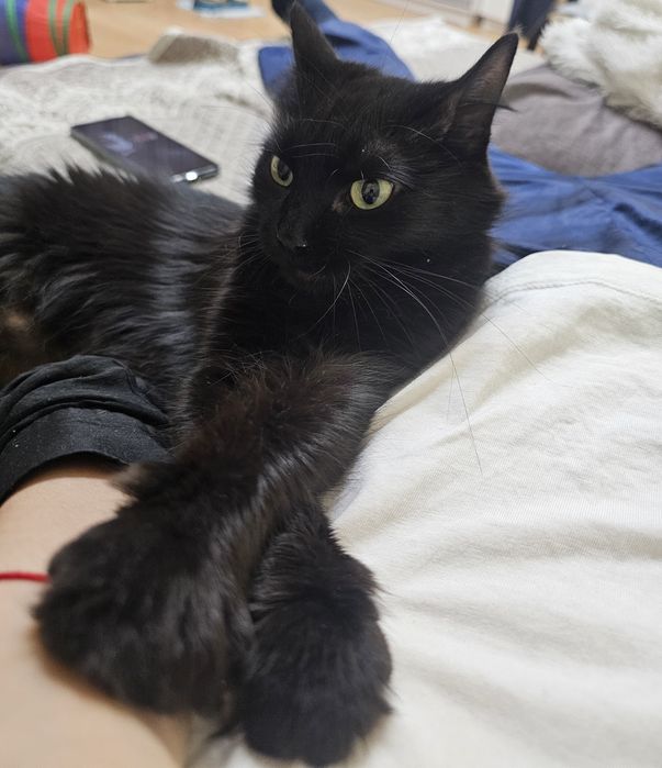 Красавица пантера черна как сама ночь