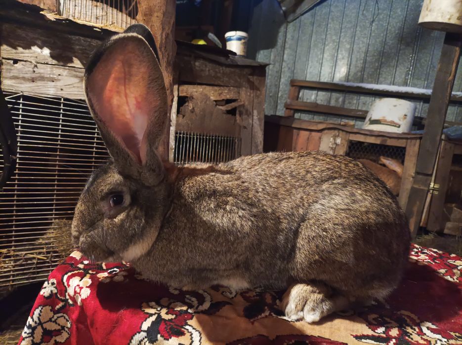 Vând masculi, femele și pui de UG