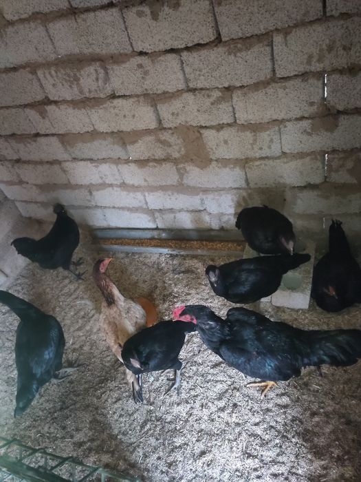 Домашний хуроз товукла заказга тозалаб берамиз