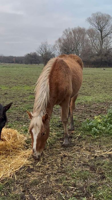 Продавам младо конче