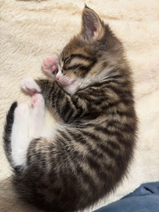 Котенок в добрые руки