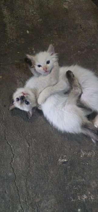 Отдам в добрые руки