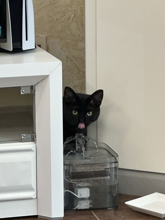 Подарявам мъжка котка