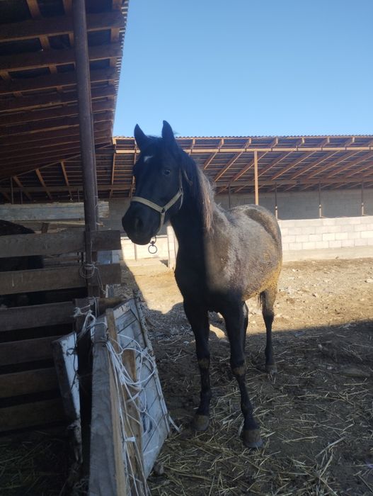 Продам тайчика инаходей жорға