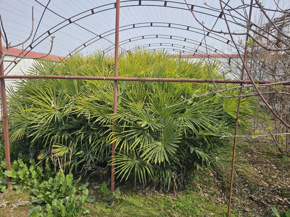 Gullar sotiladi. kelishilgan narxda 450 tup.