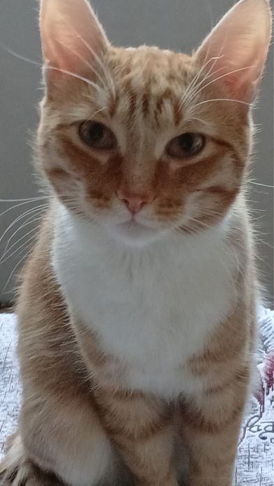 Рыжий котик в добрые руки