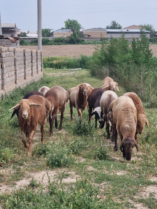 Кучкорлари арашан