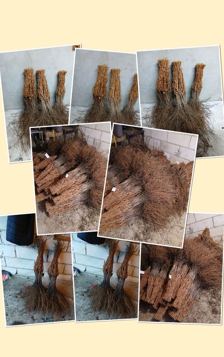 Producător butasi vita de vie