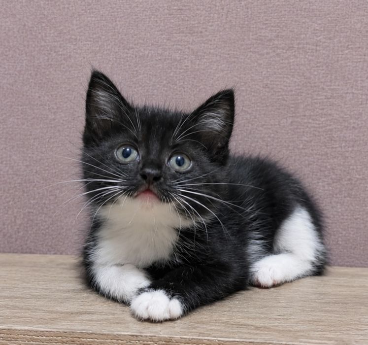 Котята бесплатно