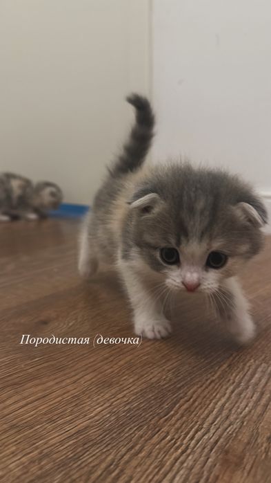 Продается котята
