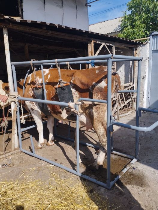 Veterinariya xizmati 24/7