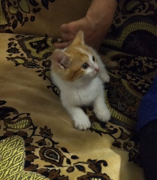 Отдадим котят в добрые руки